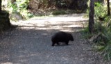 IMG_2253: een wombat