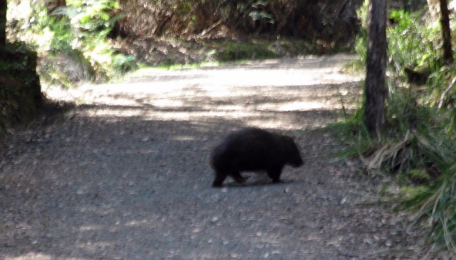 IMG_2253: een wombat