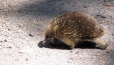 IMG_2310 echidna