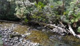 DSC02415 stroompje bij de Franklin River Trail