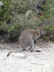 DSC02497_Freycinet NP - Cape Tourville Walk - de walleby die Bep heefd gefotografeerd