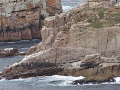 DSC02517_Freycinet NP - Cape Tourville Walk - opo richel liggen de robben
