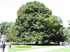 b_IMG_2696_christchurch botanische tuin - boom met enorme spanwijdte