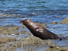 d_DSC02686_Kaikoura - zeehond