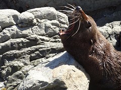 d_DSC02693_Kaikoura gapende zeehond