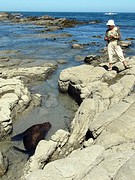 d_IMG_2760_Kaikura - Bep dichtbij zeehond