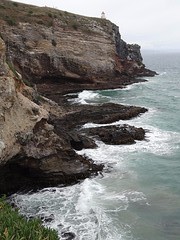 b1_DSC02857_Royal Albatros Centre - Otago peninsula -