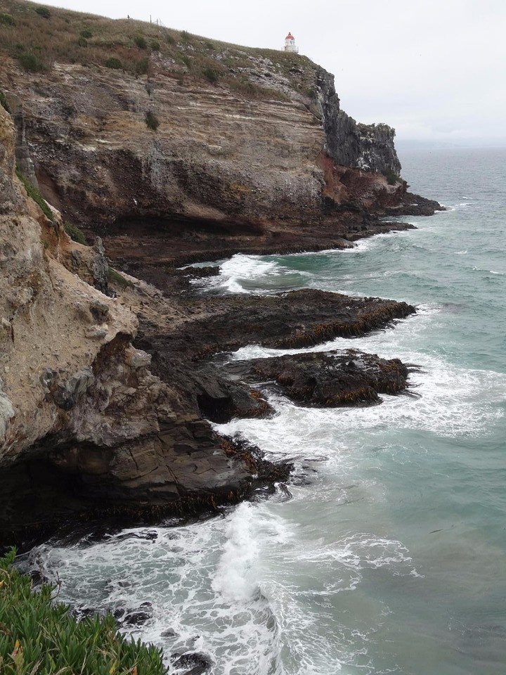 b1_DSC02857_Royal Albatros Centre - Otago peninsula -
