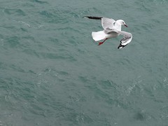 b1_DSC02862_Royal Albatross Centre - Otago peninsula -