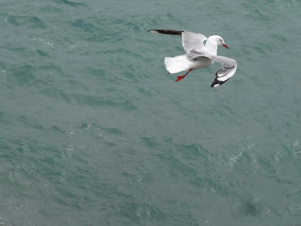 b1_DSC02862_Royal Albatross Centre - Otago peninsula -