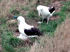 b1_DSC02894_Royal Albatross Centre - Otago peninsula - pa, ma en kuiken