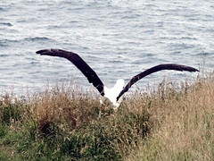 b1_DSC02911_Royal Albatross Centre - Otago peninsula - pa op pad voor voedsel - vleugelspanwijdte 3m