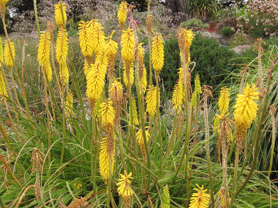 c_IMG_2988_botanic garden Dunedin