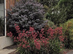 c_IMG_3037_botanic garden Dunedin