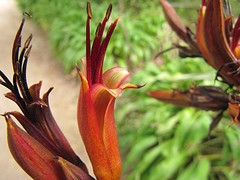 c_IMG_3048_botanic garden Dunedin