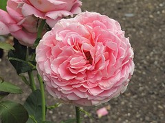 c_IMG_3054_botanic garden Dunedin- easlea - golden rambler