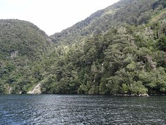 b2_DSC03235_Manapouri - boottocht Doubtful Sound - beboste hellingen