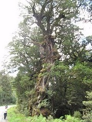 b8_IMG_3403_Manapouri - boottocht Doubtful Sound -huggy tree