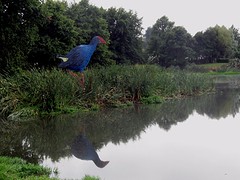 c4_IMG_4735_Otorohanga - de grote Pukeko