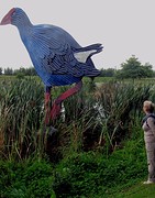 c4_IMG_4738_Otorohanga - de grote Pukeko met Bep