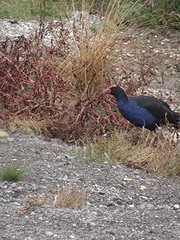 b8_DSC04180_Rotorua - stadsfietstocht - de eerste levende pukeko die we zien
