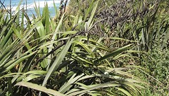 c3_IMG_3164_bij nugget pt_Phormium plant - van bladen maken Maori touw