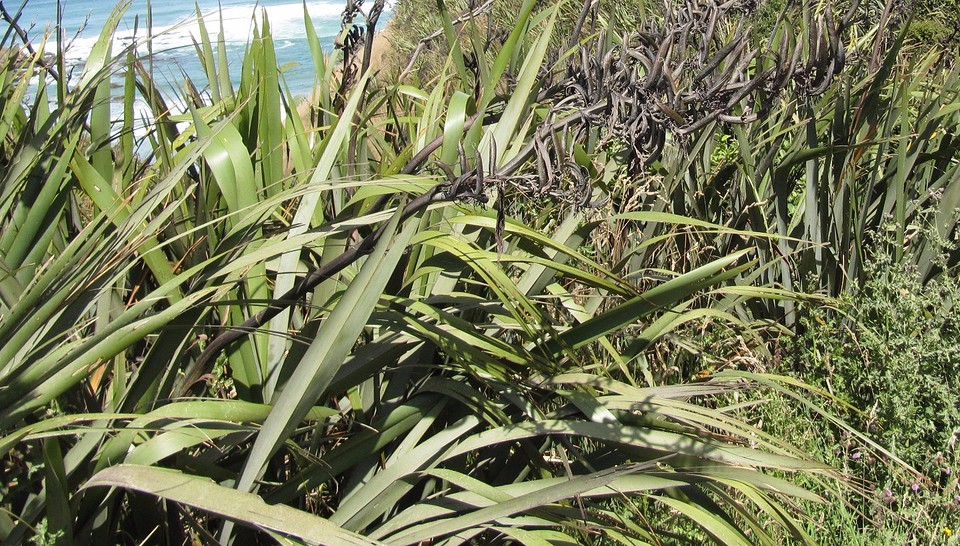 c3_IMG_3164_bij nugget pt_Phormium plant - van bladen maken Maori touw