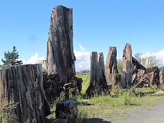b5_IMG_5429_Ancient Kauri Kingdom  - Stronken van Kauribomen