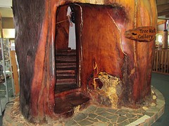 b5_IMG_5434_Ancient Kauri Kingdom - Trap in stam Kauriboom