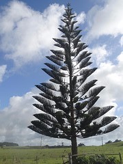 c0_DSC04662_speciale dennenbomen met naalden omhoog