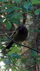 c1_DSC04846_Tiritiri Matangi Island - de bellbird