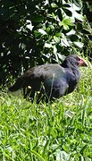 c1_DSC04857_Tiritiri Matangi Island - de zeldzame Takahe