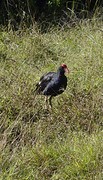 c1_DSC04878_Tiritiri Matangi Island - de Pukeko