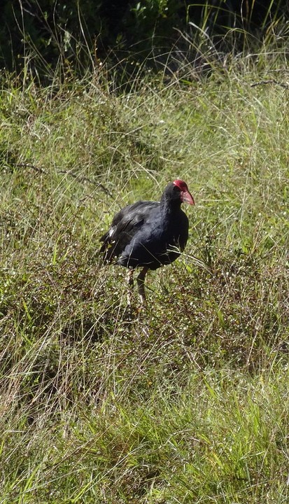 c1_DSC04878_Tiritiri Matangi Island - de Pukeko