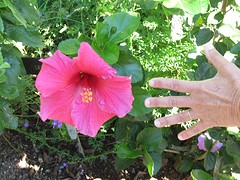 d0_IMG_5711_botanische tuin Mt Eden - hibiscus