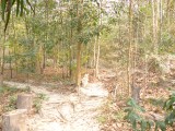 The woods of Dreamtime!