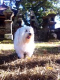 hondje brengt ook offer...