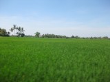natuurlijk langs de rijstvelden