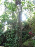 banyantree