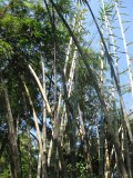 enorm grote bamboo bomen