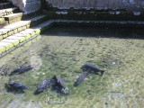 wel beetje weinig heilig water, vissen (groot!) zwemmen overdwars....
