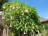 prachtige colibri bloemen
