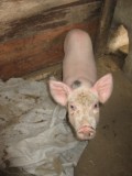 little piggy bij de balinese fam