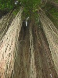 banyantree