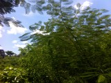 hele andere bomen dan thuis ;)