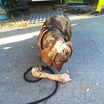 Teuntje gebeten door een grote hond 😭