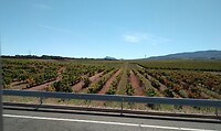 Rioja wijnvelden