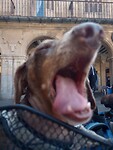 Teun verveelt zich geen moment in Salamanca