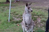 Kangaroo Day > Morriset Park