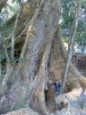 Ta prohm, Boom, Ik 2